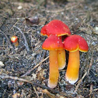 Hygrocybe miniata, young specimens.